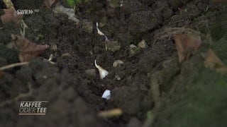 Sprössling in der Erde