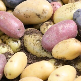 verschiedene Kartoffelsorten
