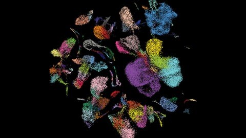 Ein Bild des menschlichen Zellatlas (Human Cell Atlas). Jeder Punkt ist ein Zelltyp oder Zustand der Lunge.