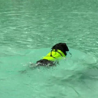 Hund mit Schwimmweste im Wasser