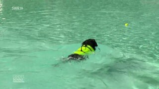 Hund mit Schwimmweste im Wasser