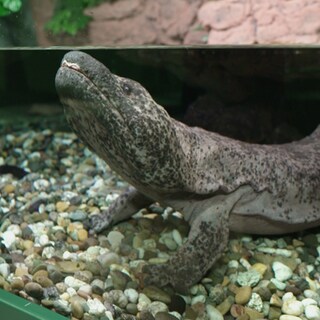 Riesensalamander im Karlsruher Zoo