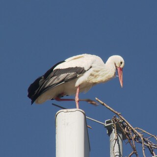 Storch sitzt auf Funkmast