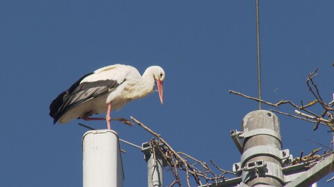 Storch sitzt auf Funkmast