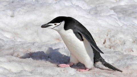 Pinguin geht über vereisten Grund, tags: Glatteis Sturz schützen