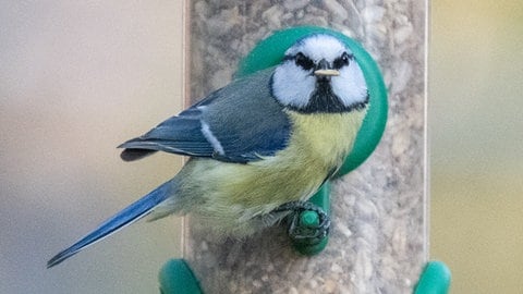Eine Blaumeise sitzt an einer Futterstation für Wildvögel.