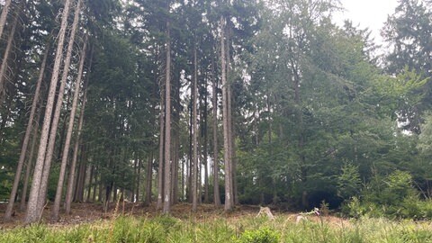 Der Wald leidet unter Hitze und Trockenheit.