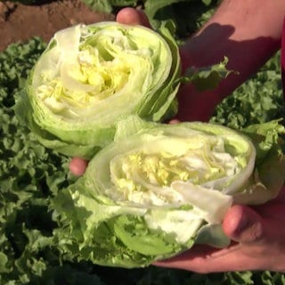 Kohl auf dem Feld