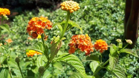 Sommerblume: Orangene Blüten von Wandelröschen.