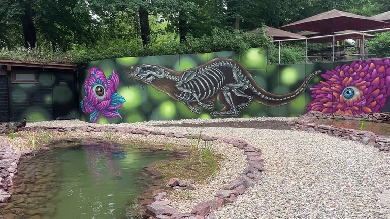Die Otter aus dem Zoo Kaiserslautern spielen in ihrem neuen Gehege.