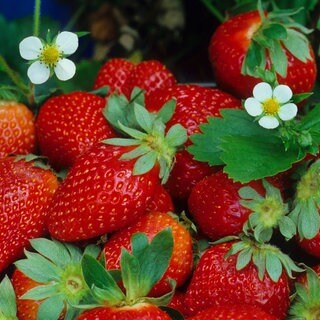 Erdbeeren zwischen Blättern und Blüten: Die Pflanzen lassen sich nicht nur im Garten, sondern auch auf dem Balkon anbauen.