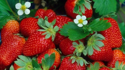 Erdbeeren zwischen Blättern und Blüten: Die Pflanzen lassen sich nicht nur im Garten, sondern auch auf dem Balkon anbauen.