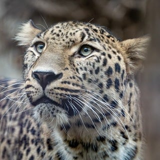Persischer Leopard