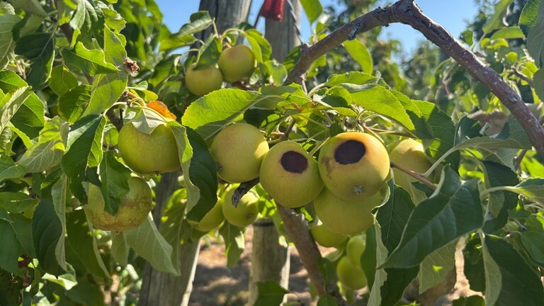 Vebrannter Apfel an einem Baum