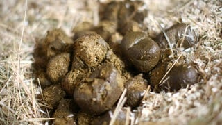 Pferdeäpfel: Früher bekamen Pferde Hafer zu fressen, der noch Spelzen enthielt. Die piekten beim Ausscheiden im Po und so wurden die Pferde "vom Hafer gestochen"