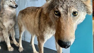 Zwei ausgestopfte Wölfe werden im Haus der Natur in Feldberg (Kreis Breisgau-Hochschwarzwald) ausgestellt. 