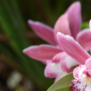 Orchidee