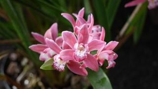Orchidee