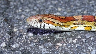 Kopfschuss der Kornnatter (Symbolbild). Polizisten haben gemeinsam mit einem Reptilienexperten in Wachennheim eine exotische Schlange eingefangen. Die aus Amerika stammende Kornnatter ist nicht giftig.