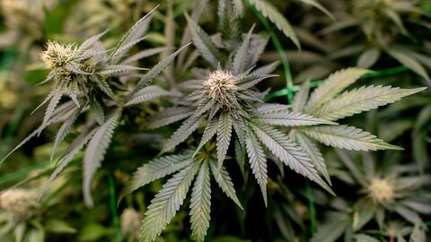 Cannabis-Pflanze