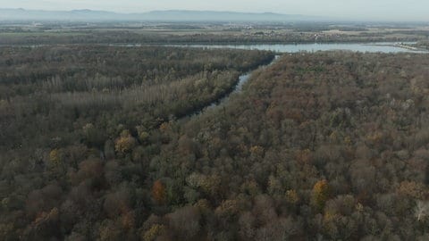 In diesem knapp 600 Hektar großen Gebiet soll der neue Hochwasserrückhalteraum zwischen Wyhl und Weisweil entstehen.