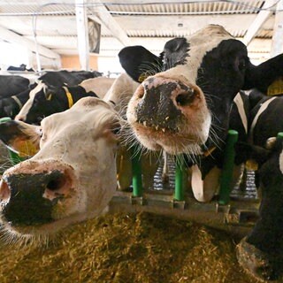 Kühe stehen im Stall