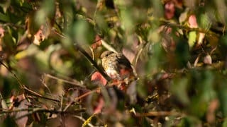 Ein Rotkehlchen hält sich bei Morgenlicht in einer Hecke an einem Zweig fest. Am 1. September ist meteorologischer Herbstanfang.
