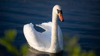 Die Polizei hat einen Mann ermittelt, der einen Schwan und Nilgänese mit einer Armbrust beschossen haben soll