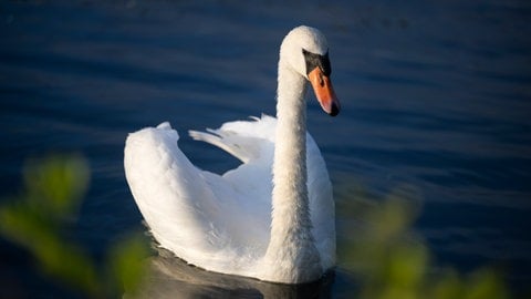 Die Polizei hat einen Mann ermittelt, der einen Schwan und Nilgänese mit einer Armbrust beschossen haben soll