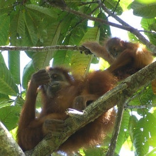 Orang-Utans verbringen die ersten acht Jahre bei ihrer Mutter und erlernen dabei wichtige Fähigkeiten