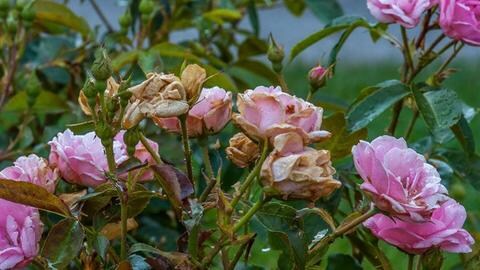 Rosen