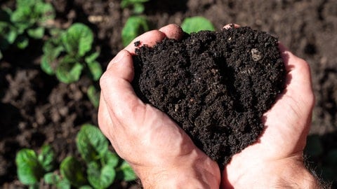 (Symbolbild) Eine Hand hat über einem Beet Kompost in der Hand. Im PFAS-Skandal im Raum Rastatt muss der Komposthersteller erstmals zahlen.