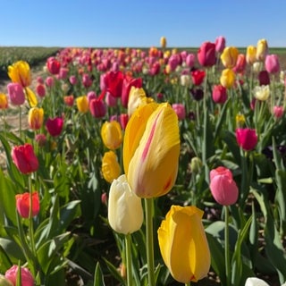 In Mainz-Hechtsheim kann man Blumen selbst pflücken.
