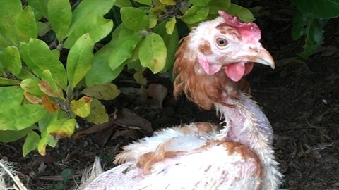 Eine Henne, die der Verein "Rettet das Huhn" gerettet hat.