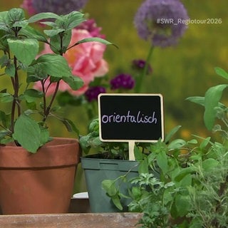 Diverse Gartenkräuter