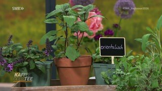 Diverse Gartenkräuter