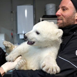 Die Zootierärzte Dr. Marco Roller und Dr. Lukas Reese (v.l.) untersuchen den jungen Eisbären, der von Revierleiter Moritz Ehlers gehalten wird.