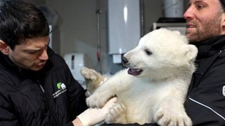 Die Zootierärzte Dr. Marco Roller und Dr. Lukas Reese (v.l.) untersuchen den jungen Eisbären, der von Revierleiter Moritz Ehlers gehalten wird.
