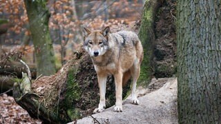 Ein Wolf im Wald (Symbolbild). In der Südpfalz ist mehrfach ein Wolf gesichtet worden.