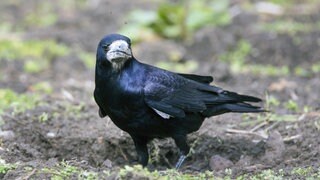 Eine Saatkrähe sucht Futter auf einem Acker: Saatkrähe dürfen weiter abgeschossen werden. Naturschützer sind mit einer Klage vor dem Mainzer Verwaltunngsgericht gescheitert. 