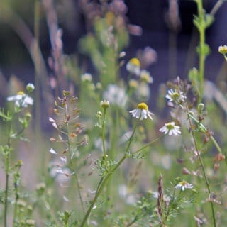 Der naturnahe Garten von Anja Münch aus Gutenberg an der Nahe