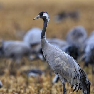 Ein Kranich steht vor mehreren Kranichen. Bei Niedersohren wurde ein toter Kranich mit Vogelgrippe entdeckt. 