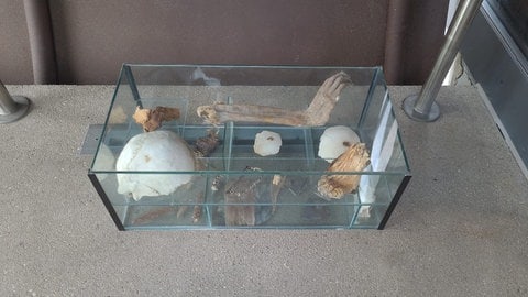 Glasvitrine mit menschlichen Überresten - abgestellt in Speyer
