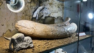 Bei den Bauarbeiten des Neubaus vom Bundeswehrzentralkrankenhaus in Koblenz wurden Mammutknochen gefunden.