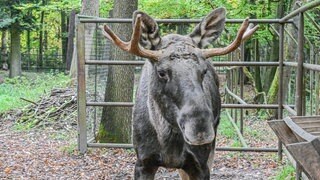 Elch Erwin steht im Wildpark Pforzheim