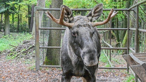 Elch Erwin steht im Wildpark Pforzheim