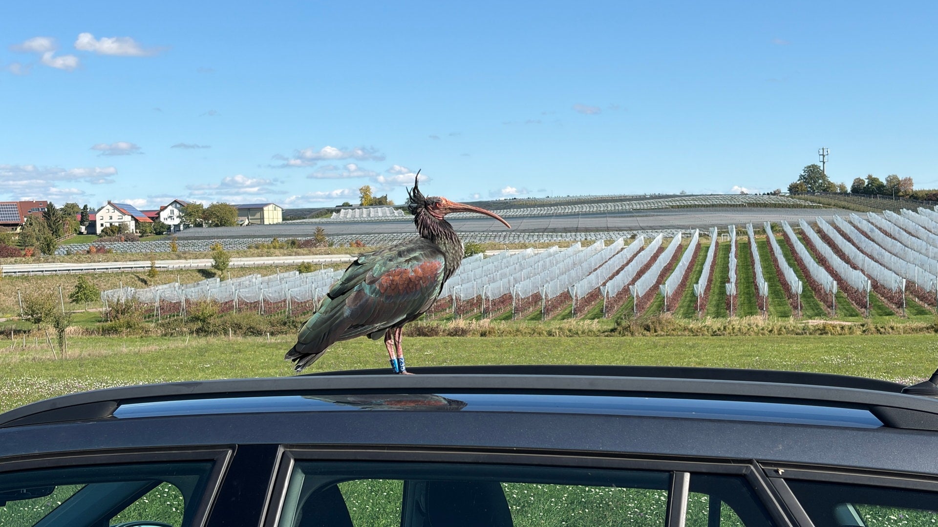 Waldrapp Mowgli hat den Abflug mit den anderen verpasst