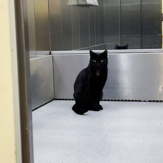 Kater Smokey fährt in einem Seniorenheim in Stuttgart Aufzug.
