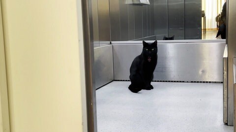 Kater Smokey fährt in einem Seniorenheim in Stuttgart Aufzug.