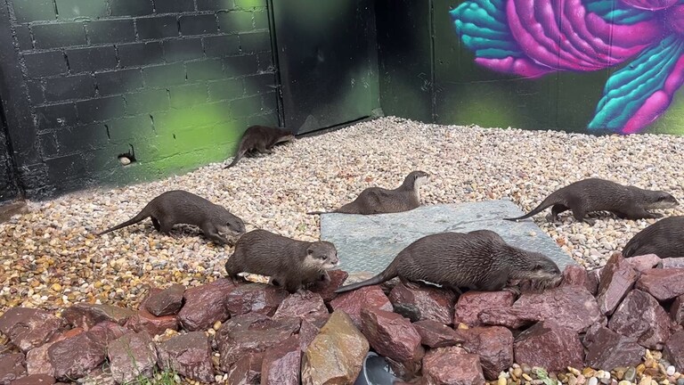 Die Otter aus dem Zoo Kaiserslautern spielen in ihrem neuen Gehege.